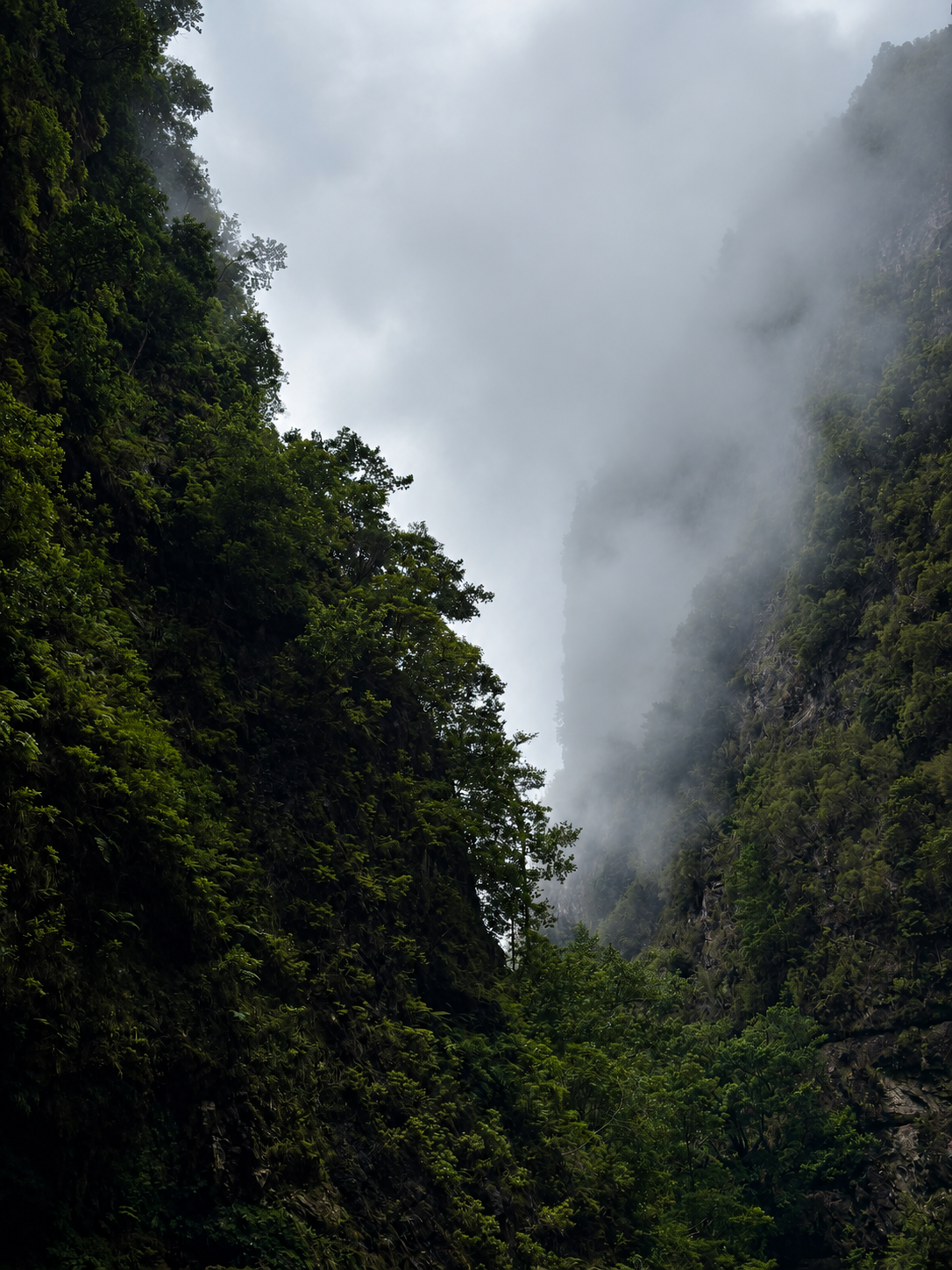 Where the Fog Settles